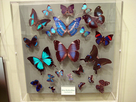 Foto de las mariposas expuestas en el Museo de Historia Natural de la Universidad de Harvard